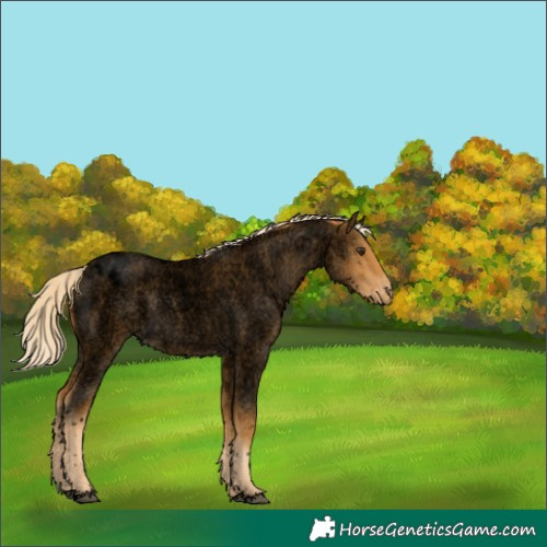 Horse Color:Void Palomino Roan Appaloosa