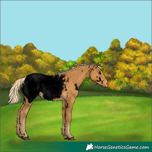 Horse Color:Void White Spotted Palomino Appaloosa