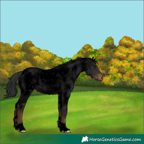 Horse Color:Void White Spotted Liver Red Roan Appaloosa
