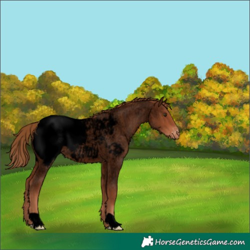 Horse Color:Void Red Roan Appaloosa 