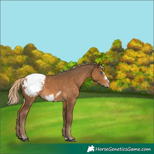 Horse Color:Chocolate Palomino Frame Appaloosa