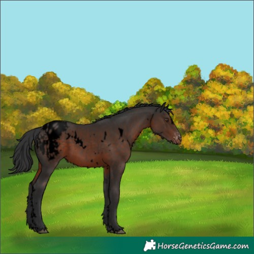 Horse Color:Void White Spotted Liver Chestnut Appaloosa