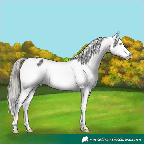 Horse Color:Liver Chestnut Mushroom Appaloosa 