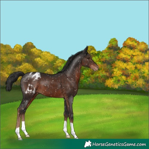Horse Color:Liver Chestnut Appaloosa 
