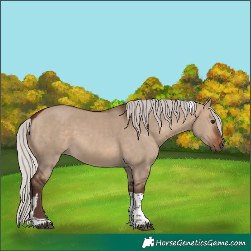 Horse Color:Unknown 
