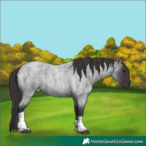 Horse Color:Smoky Blue Roan Tobiano 