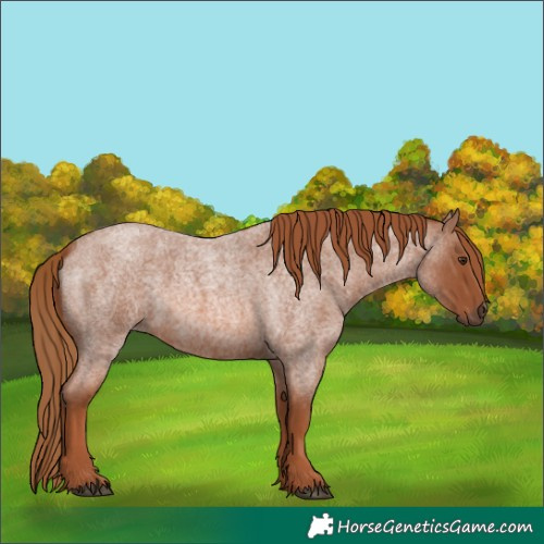 Horse Color:Red Roan 
