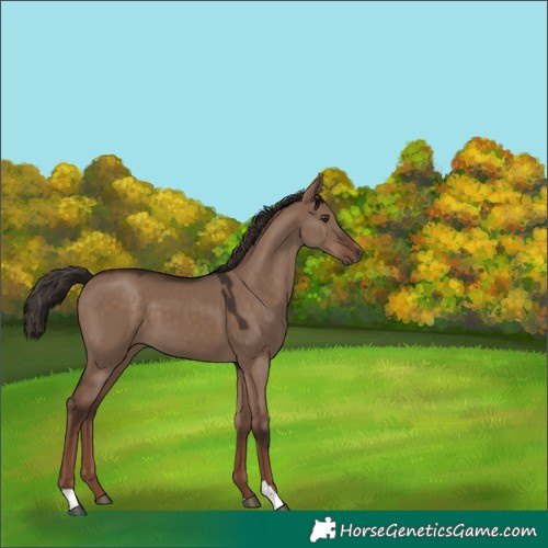Horse Color:Liver Red Dun 