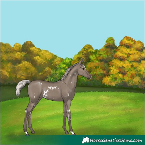 Horse Color:White Spotted Silver Grullo Rabicano 
