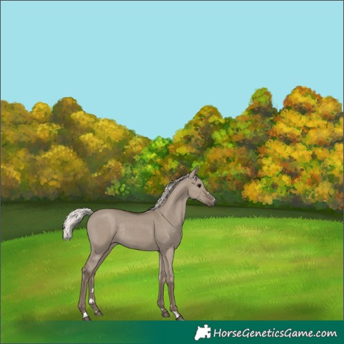 Horse Color:Silver Grullo Rabicano 