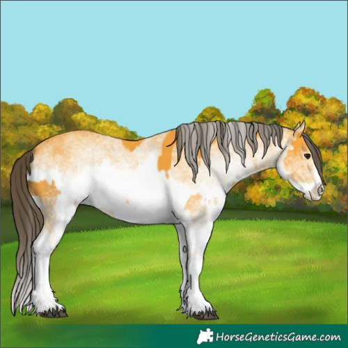 Horse Color:White Spotted Buckskin Splash  and White Spotted Buckskin Splash 