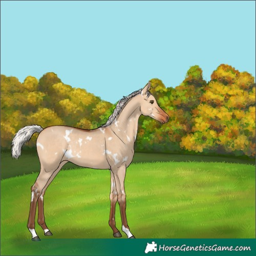 Horse Color:White Spotted Silver Bay Dun Rabicano 