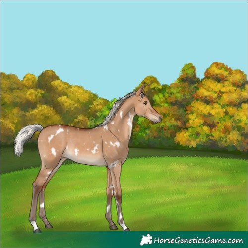 Horse Color:White Spotted Silver Bay Dun Rabicano 