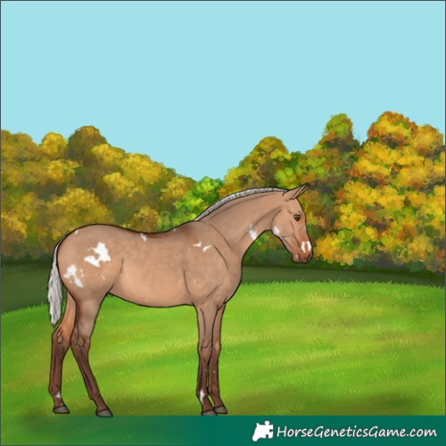 Horse Color:White Spotted Silver Bay Dun Rabicano 