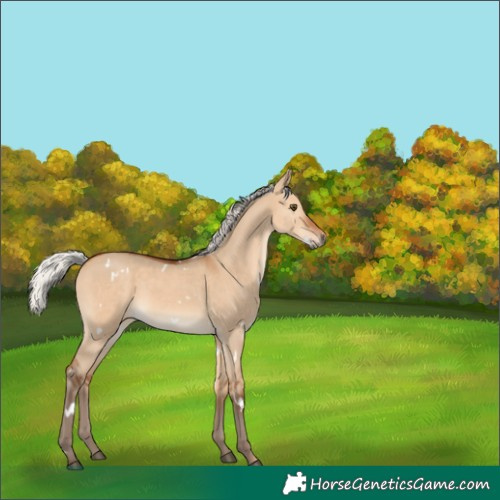 Horse Color:White Spotted Silver Bay Dun Rabicano 
