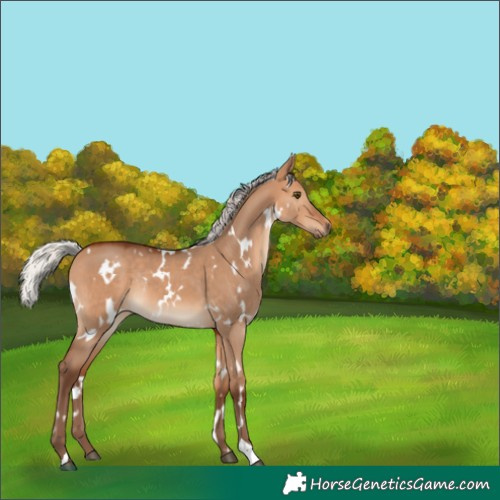 Horse Color:White Spotted Silver Bay Dun Rabicano 