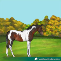 Horse Color:Brown Tobiano 