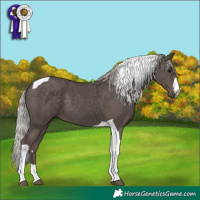 Horse Color:Silver Black Tobiano 