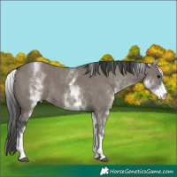 Horse Color:White Spotted Grullo 
