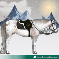 Horse Color:Gray White Spotted Bay Blanket 