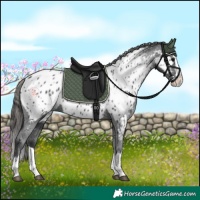 Horse Color:Black Splash Appaloosa 