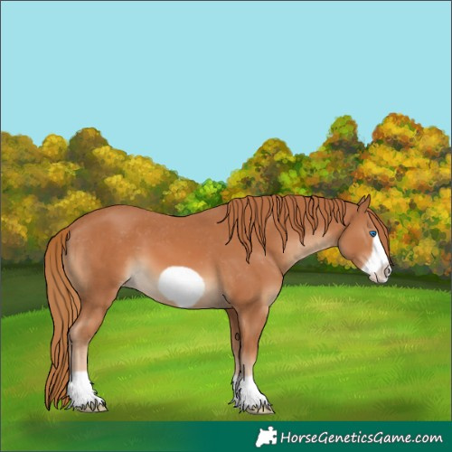 Horse Color:Chestnut Frame Varnish 