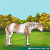 Horse Color:White Spotted Chestnut