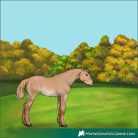 Horse Color:Red Dun Rabicano