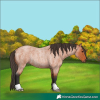 Horse Color:Bay Roan Rabicano