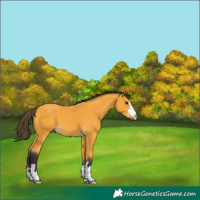 Horse Color:Buckskin