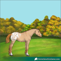 Horse Color:Red Dun Blanket