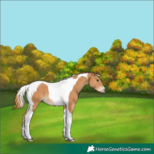 Horse Color:Chestnut Tobiano 