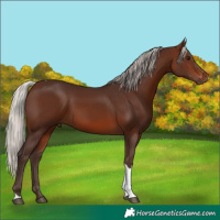 Horse Color:Silver Brown Tobiano 