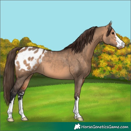 Horse Color:Bay Dun Appaloosa 