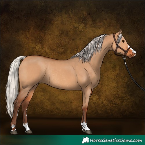 Horse Color:Silver Bay Dun Rabicano 