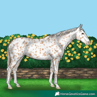 Horse Color:Chestnut Appaloosa 