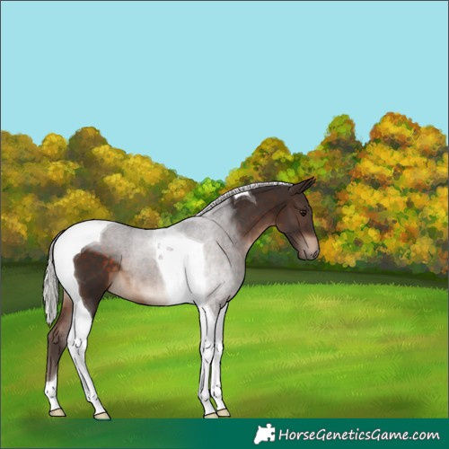 Horse Color:Silver Brown Tobiano