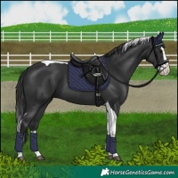 Horse Color:Black Splash Tobiano