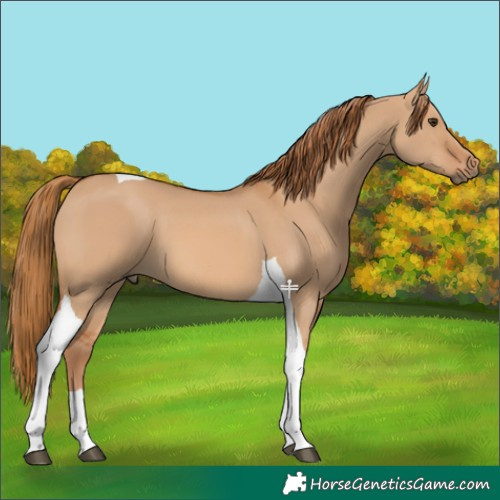Horse Color:Red Dun Tobiano 