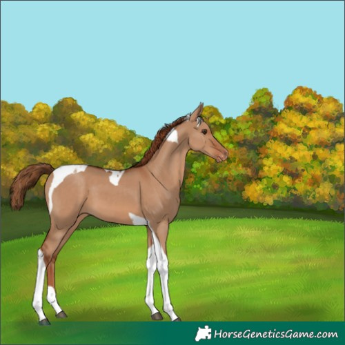 Horse Color:Red Dun Tobiano Appaloosa 