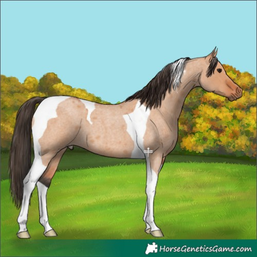 Horse Color:Bay Roan Dun Tobiano 