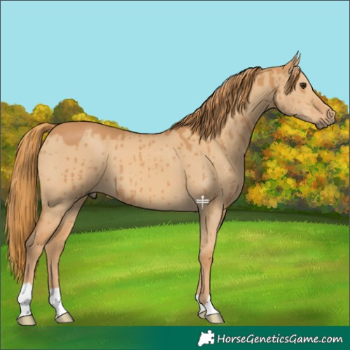 Horse Color:Red Dun Brindle 