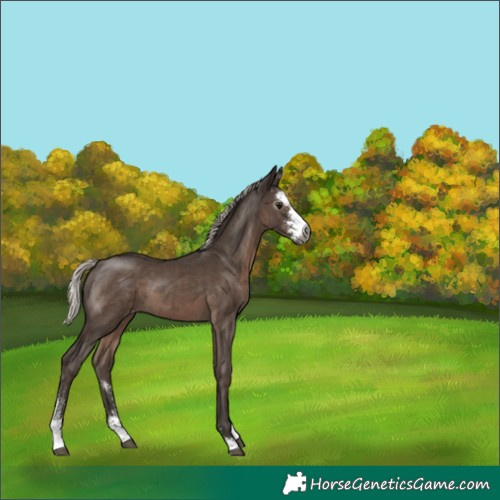 Horse Color:Gray Silver Black Sabino Appaloosa 