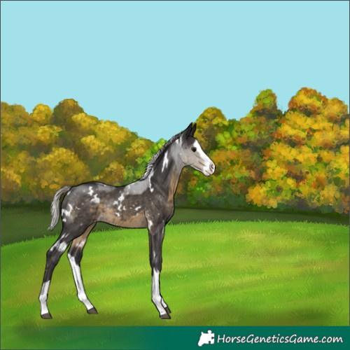 Horse Color:White Spotted Silver Smoky Black Sabino Splash Appaloosa Rabicano 