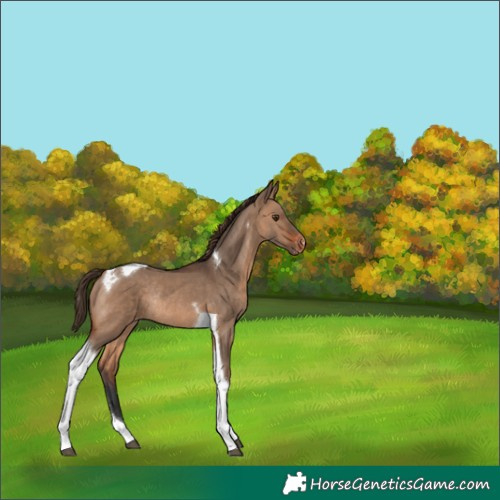 Horse Color:Brown Dun Tobiano Appaloosa Rabicano 