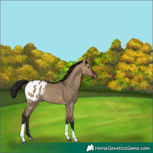 Horse Color:Gray Brown Dun Tobiano Appaloosa Rabicano 