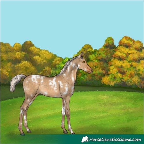 Horse Color:White Spotted Chocolate Palomino Dun Rabicano 