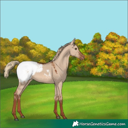 Horse Color:Red Dun Appaloosa 