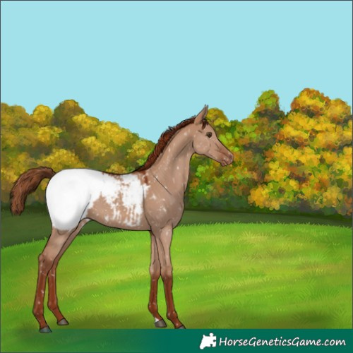 Horse Color:Red Dun Appaloosa 