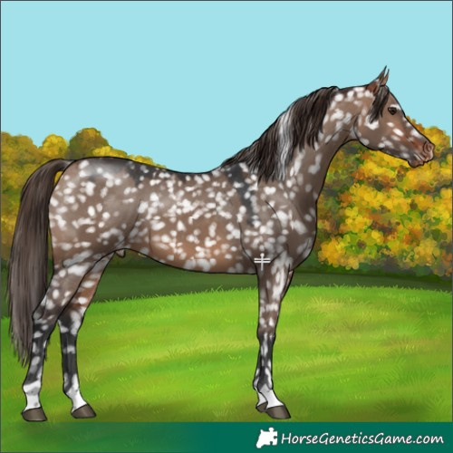 Horse Color:Bay Dun Appaloosa 